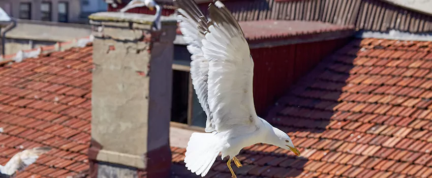 Residential Chimney Animal Removal Solution in Portland, OR