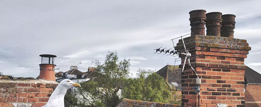 Chimney Cleaning And Restoration in Portland, Oregon